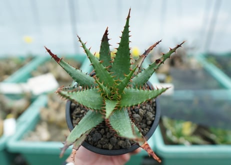 アロエ　ブルームⅡ　Aloe broomⅡ