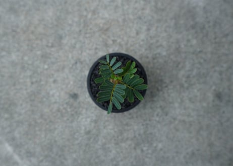 【沖縄実生株】センナ　メリディオナリス　Senna meridionalis  No.1