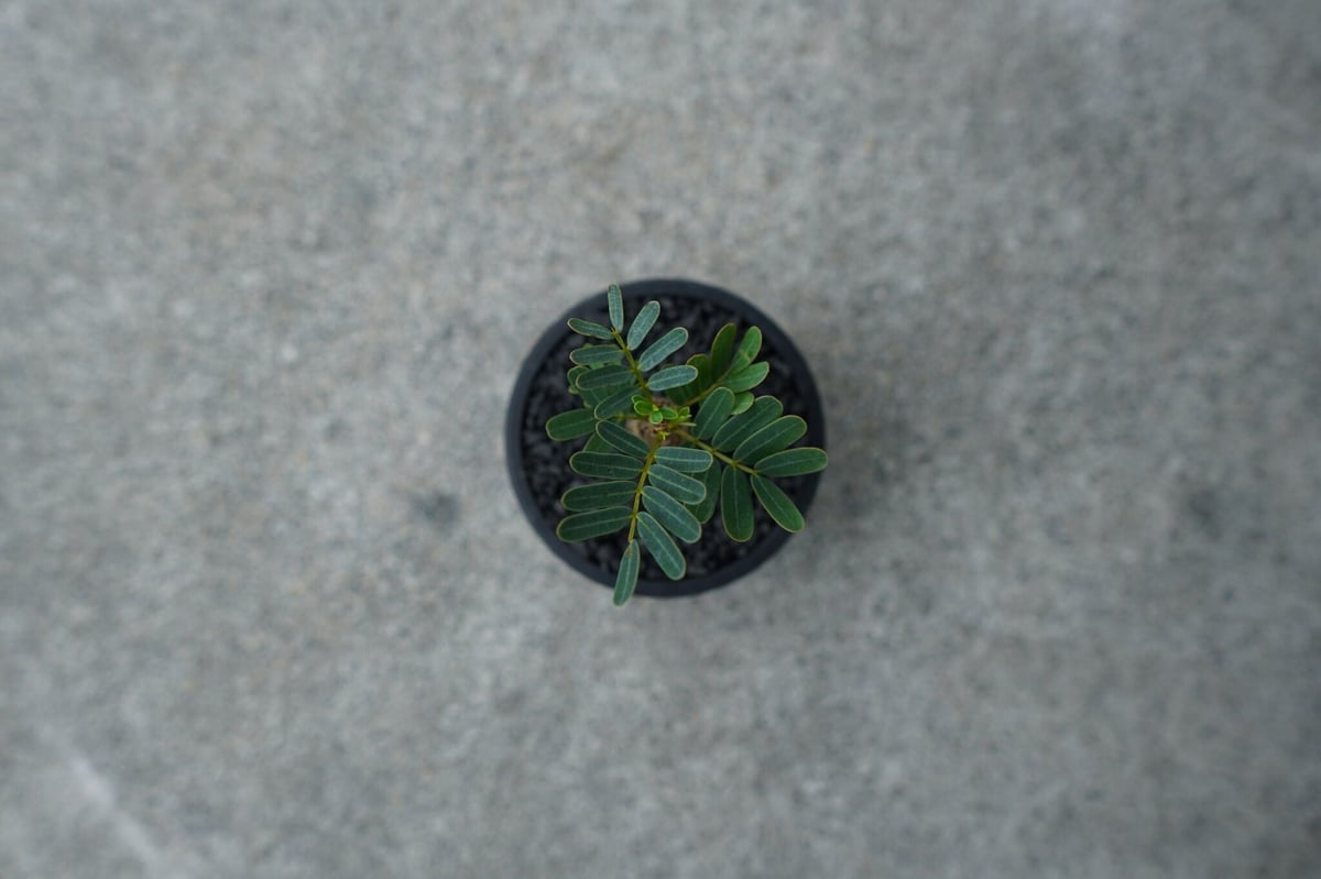 沖縄実生株】センナ メリディオナリス Senna meridionalis No.1 |