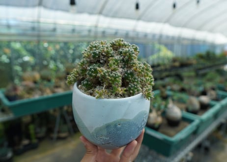 トリコディアデマ　デンサム　Trichodiadema densum