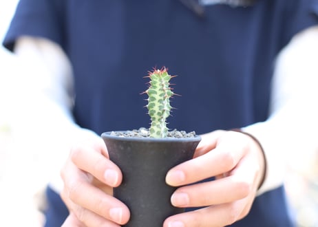 ユーフォルビア　クーペリー