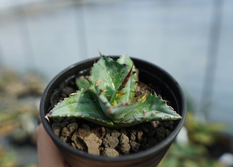 アガベ　チタノタ　ブルー　agave titanota Blue 　No.2
