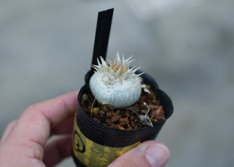 パキポディウム エニグマチカム | mana's farm:塊根植物・アガベ