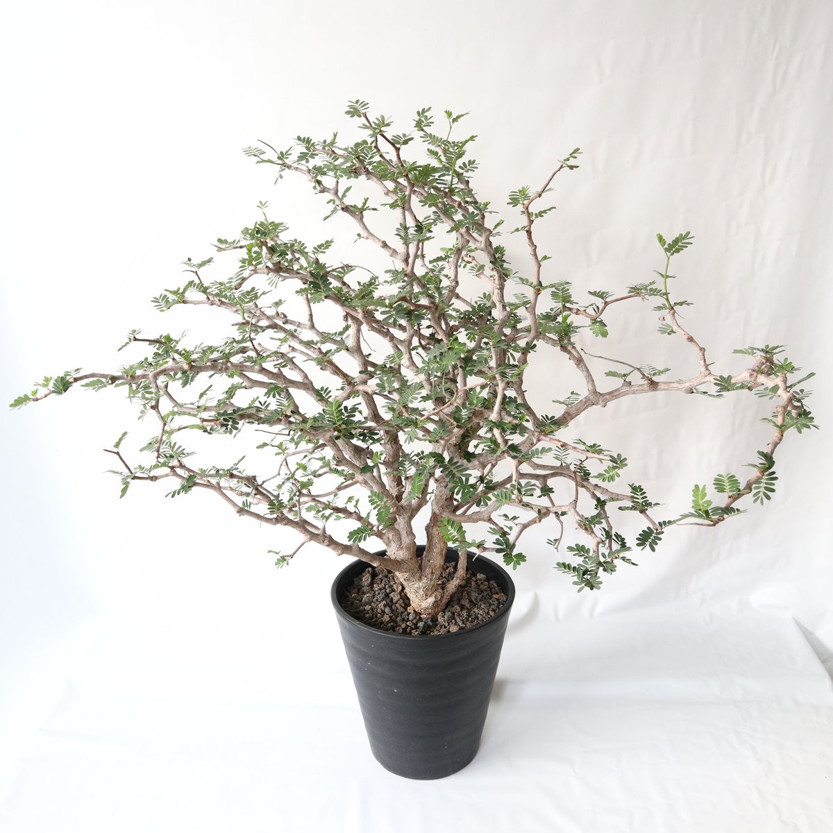 センナメリディオナリス　中型　塊根植物　観葉植物 植物】センナ メリディオナリス 良型実生株 | A-PLANTS|塊根植物販売