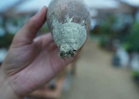 【抜き苗】パキポディウム　グラキリス　 Pachypodium Gracilius  No.7