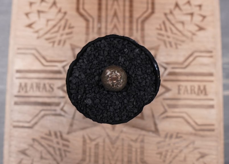 国内繁殖株の種子からの実生株　まん丸パキポディウムウィンゾリー 実生株】パキポディウム ウィンゾリー | Pachypodium windsorii