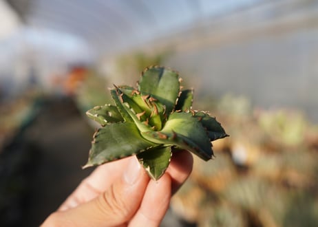 agave titanota ソーラーエクリプス　 NO.3
