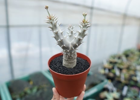 パキポディウム　デンシフローラム　Pachypodium densiflorum　No.8