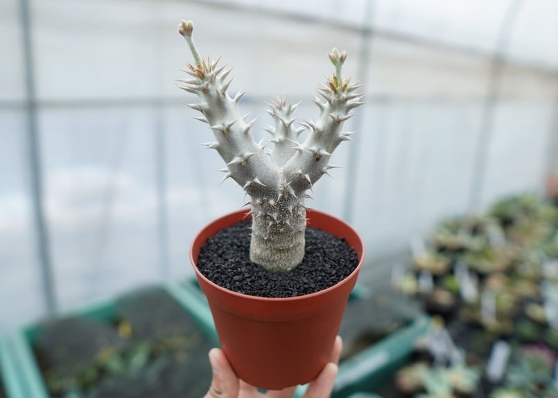 パキポディウム　デンシフローラム パキポディウム・デンシフローラムの基本情報・育て方｜多肉植物