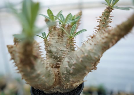 パキポディウム　デンシフローラム　Pachypodium densiflorum　No.4