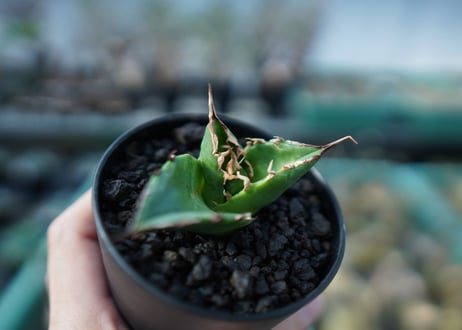 アガベ　チタノタ　白鯨　Agave titanota White whale  A20