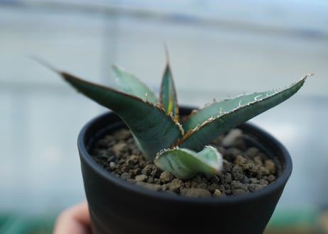 アガベ　オテロイ　agave oteroi　No.2