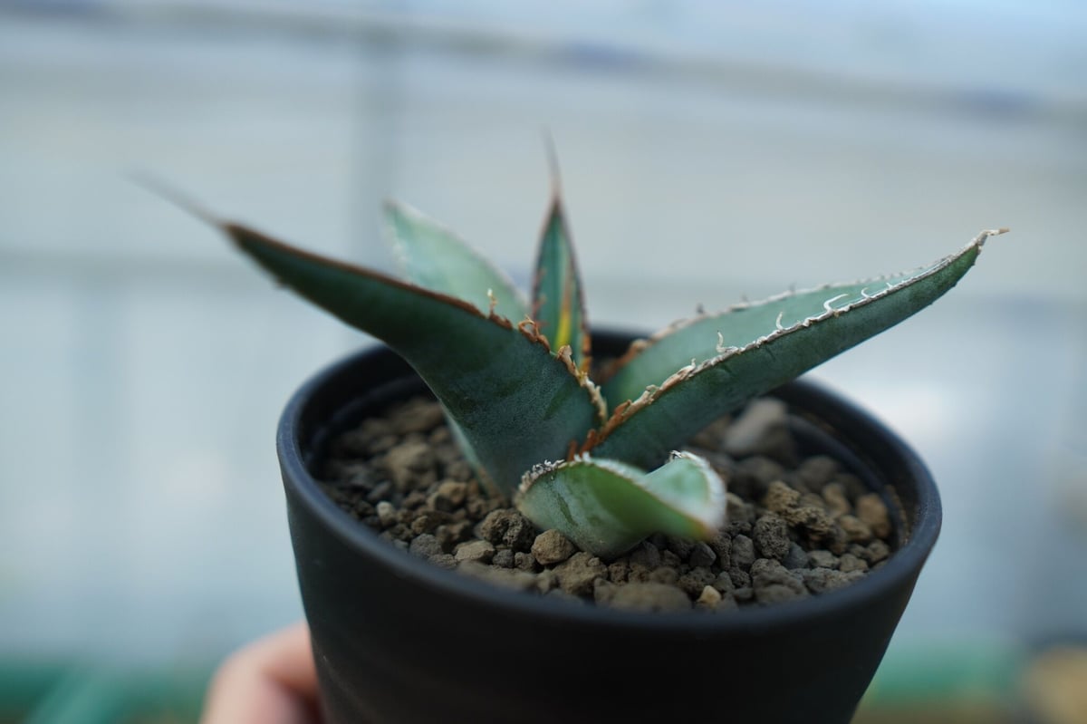 アガベ オテロイ agave oteroi No.2 | mana's farm:塊根植物・ア