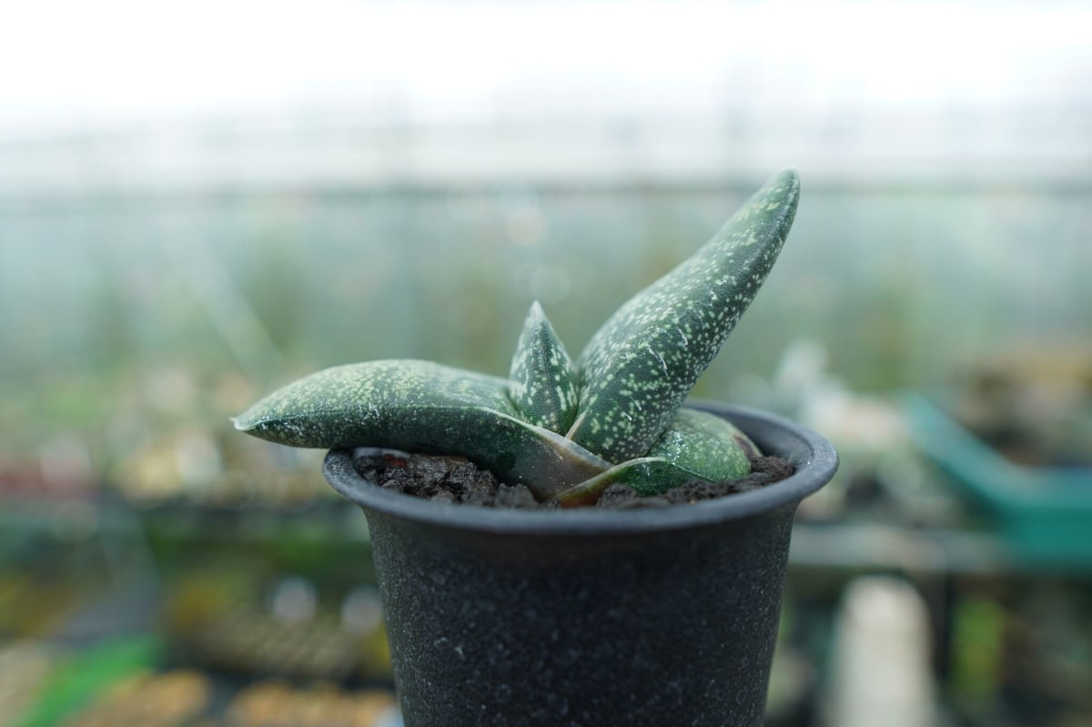 ガステリア エクセルサ 大株 6号菊鉢 ② ガステリア エクセルサ Gasteria excelsa | mana's farm:塊根植物