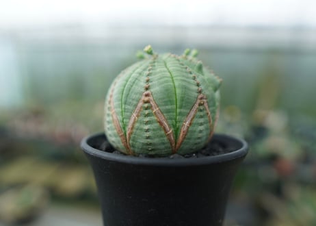 ユーフォルビア　オベサ　Euphorbia obesa