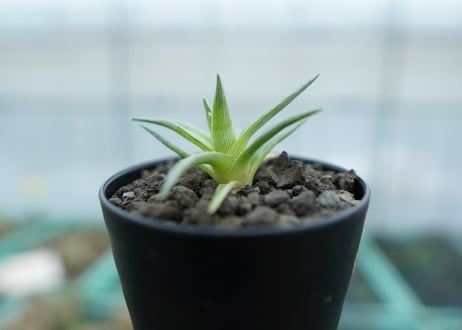 ディッキア　ムーングロー　Dyckia brevifolia  Moon Glow　No.1