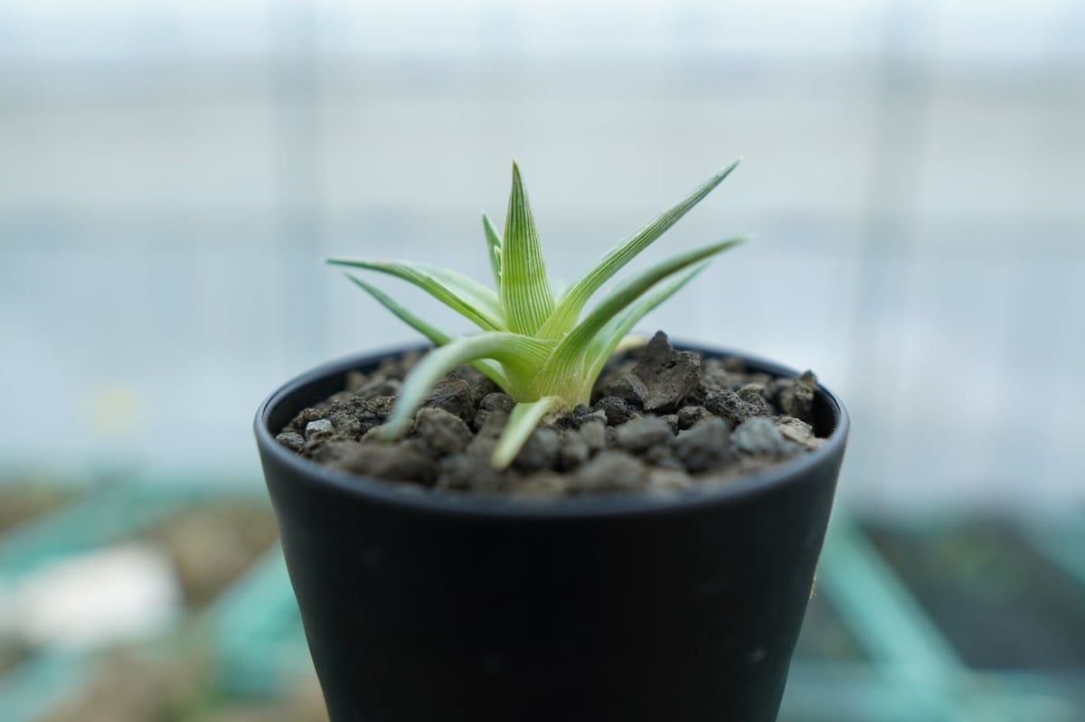 ディッキア ムーングロー Dyckia brevifolia Moon Glow No.1