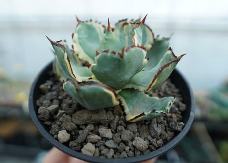 アガベ　兜蟹錦　連棘　Agave isthmensis “Kabutogani” variegata　NO.1