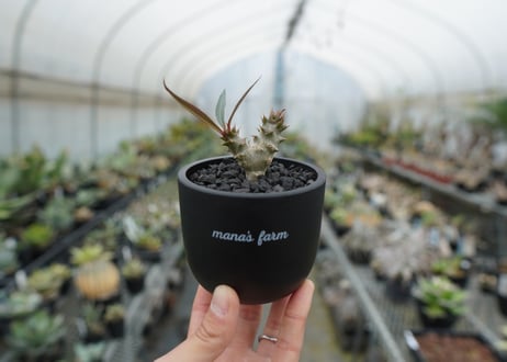 パキポディウム　バロニー　Pachypodium baronii