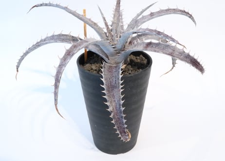 Dyckia  Rock × ML Red