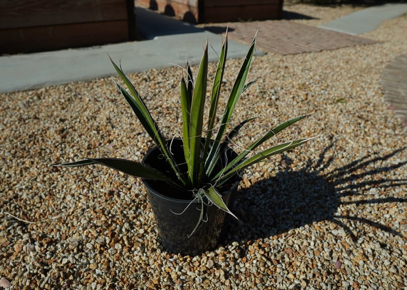 ユッカ カルネロサーナ Yucca carnerosana No.1 | mana's fa