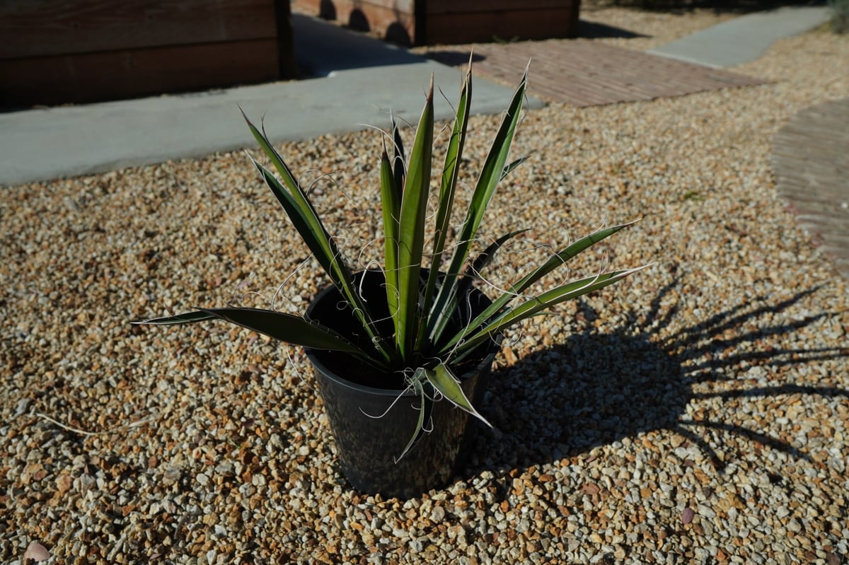 ユッカ カルネロサーナ Yucca carnerosana No.1 | mana's fa