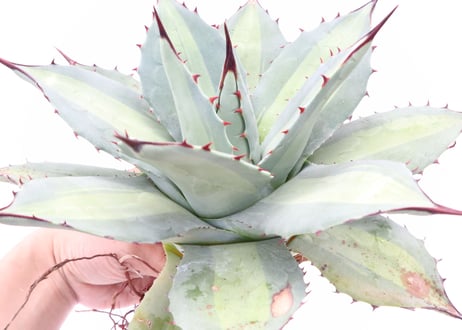 Agave　Parryi　Excelsior アガベ 吉祥天