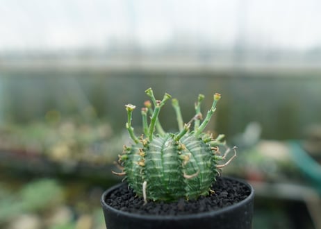 ユーフォルビア　バリダ　Euphorbia valida　No.5