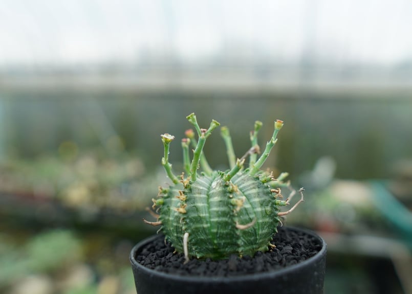 ユーフォルビア バリダ Euphorbia valida No.5 | mana's farm