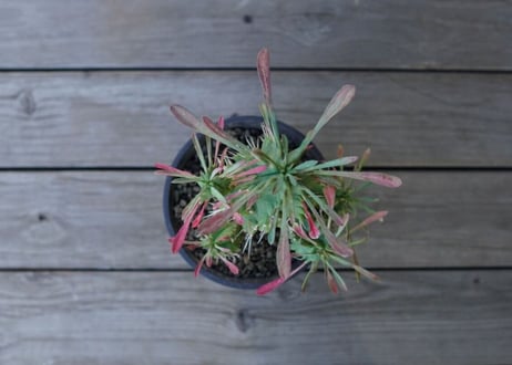 ユーフォルビア　ササガニマル　Euphorbia pulvinata