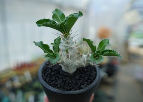 パキポディウム　サンデルシー　Pachypodeium saundersii  No.4