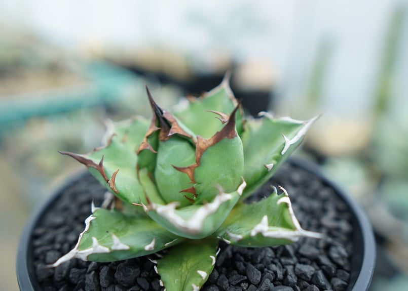 アガベ　チタノタ　姫厳竜　valiem アガベ チタノタ 姫厳竜 Agave titanota dwarf No.3 | mana's