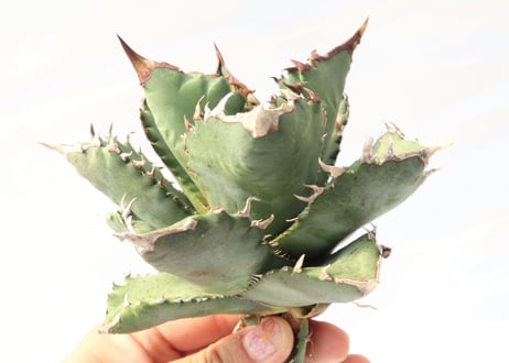 Agave titanota FO-76 compacta dwarf