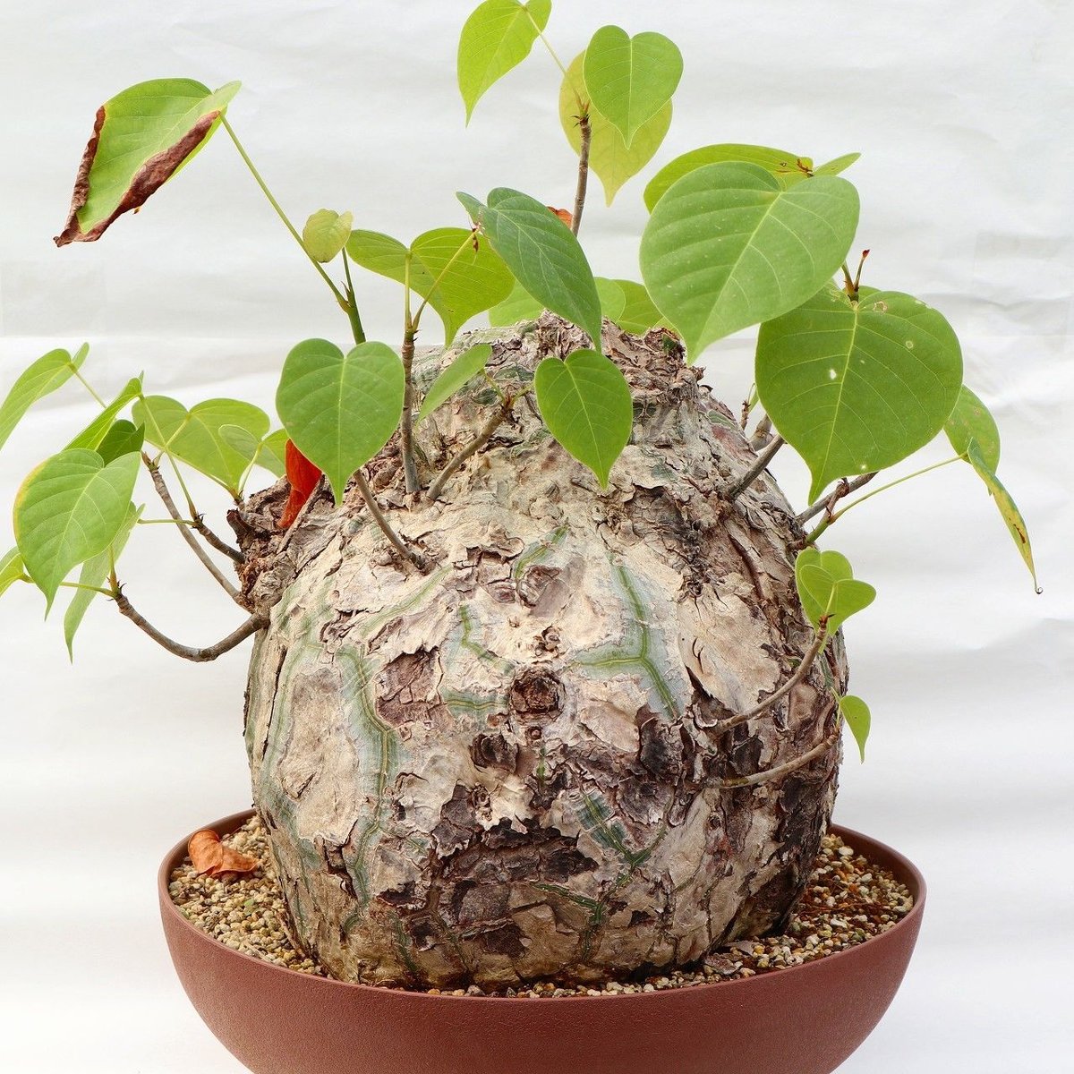 プセウド ボンバックス特大 プセウド ボンバックス | mana's farm:塊根植物・アガベ・ドライ