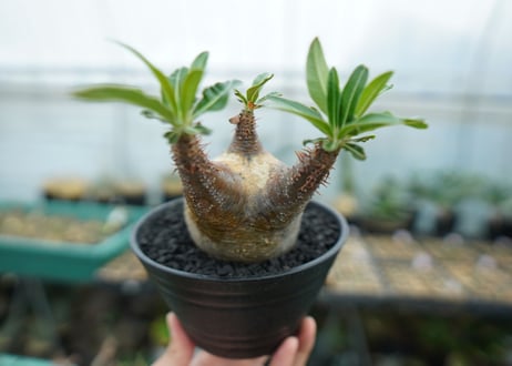 パキポディウム　グラキリス　 Pachypodium Gracilius  No.4