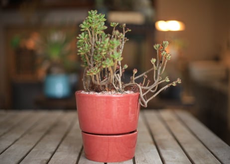 小人の祭り　Aeonium sedifolium