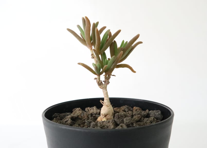 巨大　メストクレマ　ツベローサ　発根済み 巨大 メストクレマ ツベローサ 発根済み メストクレマ マクロ