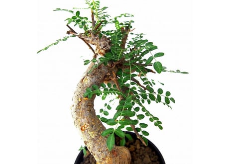 Boswellia neglecta ボスウェリア　ネグレクタ