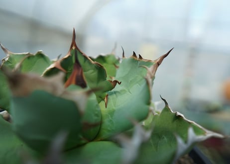 アガベ　チタノタ　ドワーフ　agave titanota  dwarf　No.2
