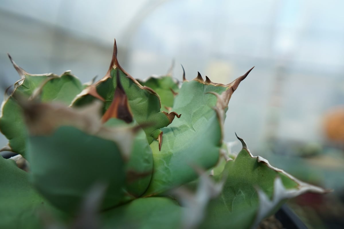 アガベ チタノタ ドワーフ agave titanota dwarf No.2 | mana アガベ チタノタ ドワーフ agave titanota dwarf No.2 | mana