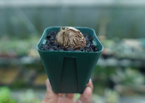 亀甲竜　Dioscorea elephantipes　No.4