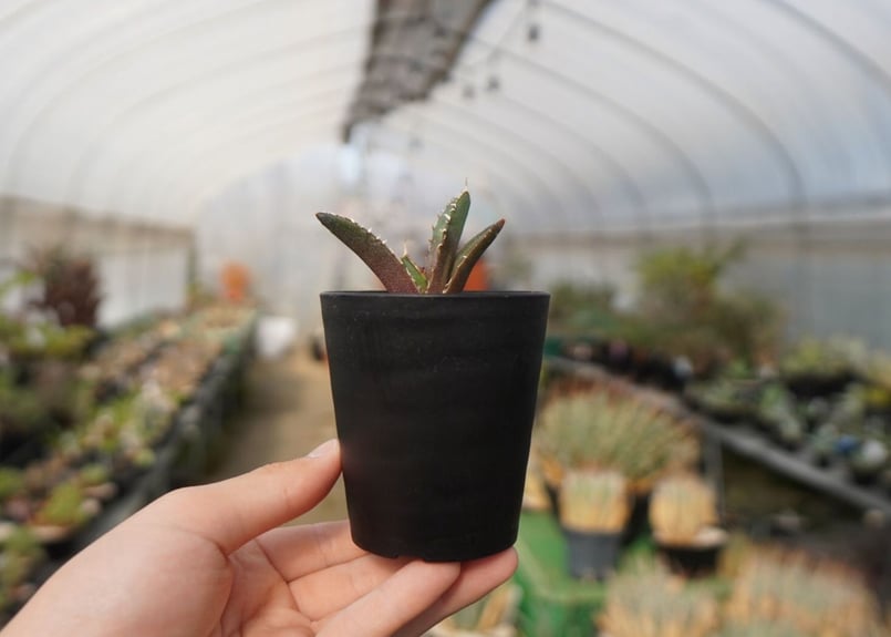 agave 鬼爪 雪峰 №10 | mana's farm:塊根植物・アガベ・ドライガーデン