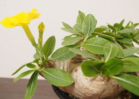 パキポディウム 恵比寿笑い　 Pachypodium brevicaule