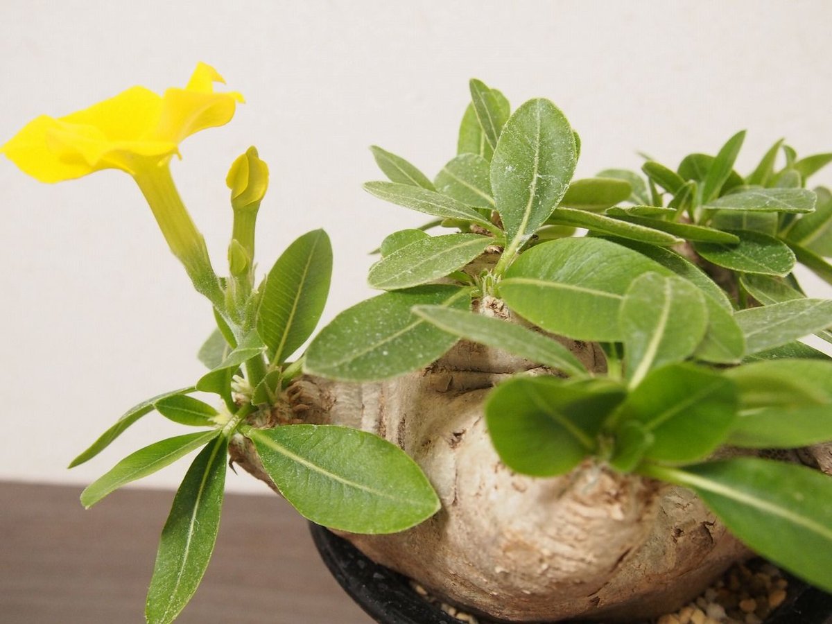 パキポディウム 恵比寿笑い Pachypodium brevicaule ⑧ パキポディウム 恵比寿笑い Pachypodium brevicaule | mana's