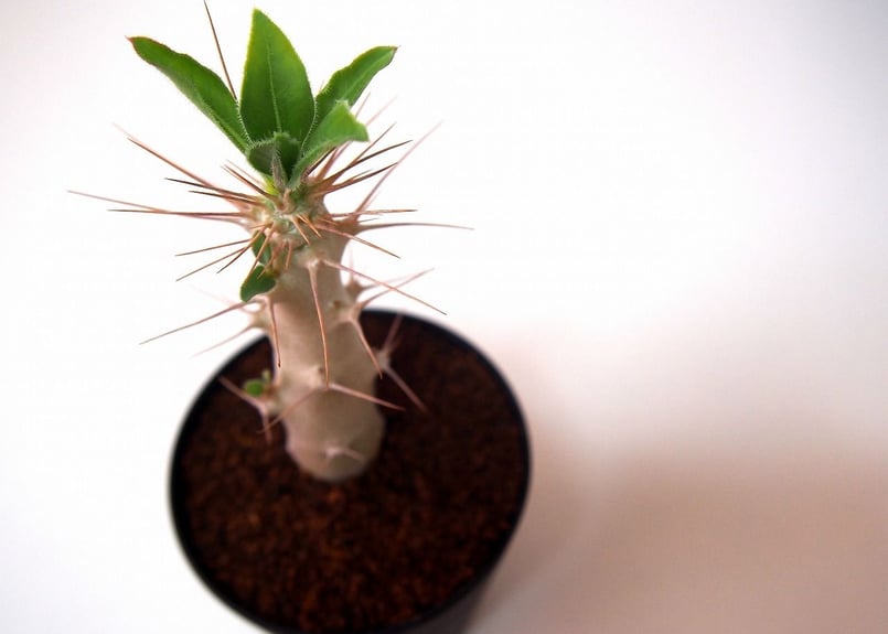 パキポディウム サンデルシー 白馬城 Pachypodium saundersii | man