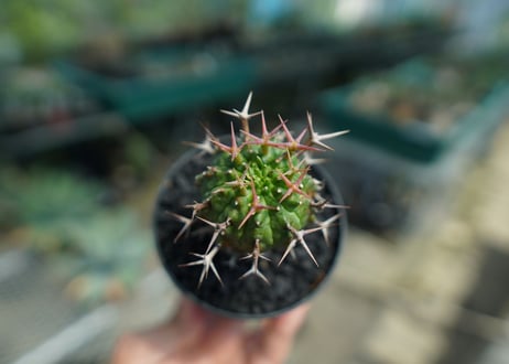 ユーフォルビア　群星冠　Euphorbia stellispina