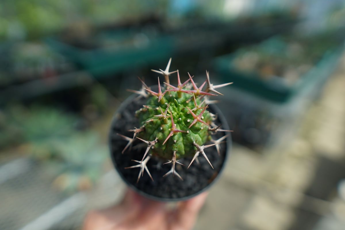 ユーフォルビア 群星冠 Euphorbia stellispina | mana's farm
