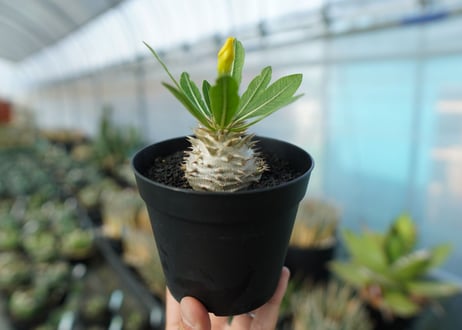 パキポディウム　恵比寿大黒　Pachypodium Densicaule　No.3