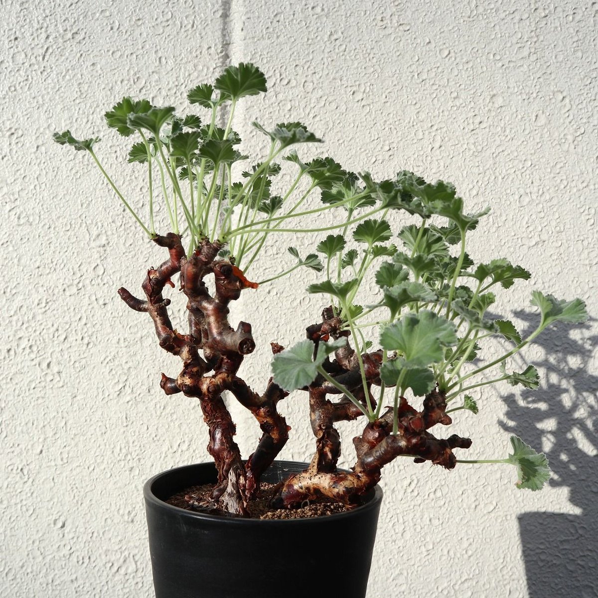 ペレグレイス　★MAHINA★　2箱 マヒナ 2箱 ペレグレイス ペレ・グレイス