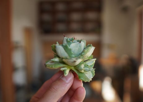 アガベ　王妃雷神錦　白中斑　Agave　“Ohi Raijin Nishiki Shironakahu”